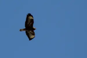 Frans 01 Roofvogel